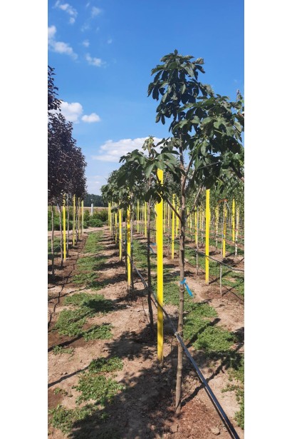 Гіркокаштан криваво-м’ясний - вис.2,4-2,5м/обхват стовбура 10-12/Øкрони80-100см